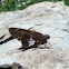 Silver Spotted Skipper