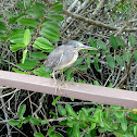 Garza enana de las Galápagos. Lava heron
