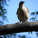 Rufous Hornero