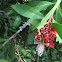 Bottlebrush