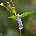 Moth