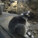 ring tail Lemer