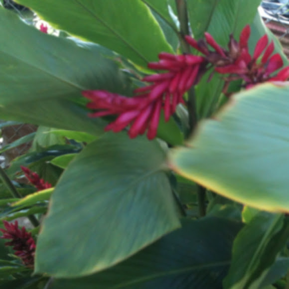 Spotting Image 1