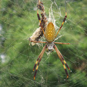 Golden Silk Spider