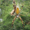 Golden Silk Spider