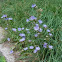 Chicory