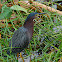 Green Heron