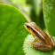 White Striped Frog