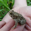 Eastern American toad