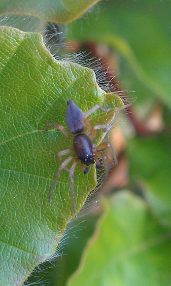Spotting Image 1