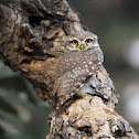 Spotted Owlet