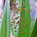 Orb-weaver spider Spiderbabys