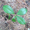 Teaberry