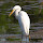 Birds of Huntley Meadows Park