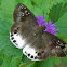 snow flat, spread-winged skipper