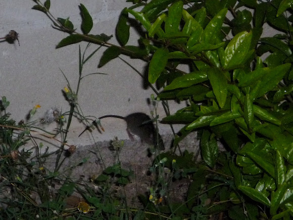 Spotting Image 1
