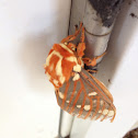 Regal moth