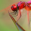 Crimson Marsh Glider