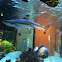 Black tip reef shark