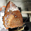 Common Palmfly