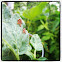 Squash bug eggs