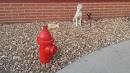 Dog Statue with Fire Hydrant