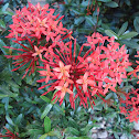 Ixora