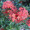 Ixora