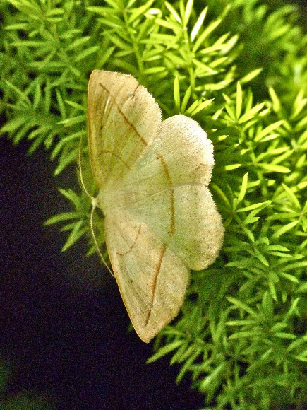 Spotting Image 1