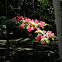 Bougainvillea