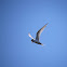 Least Tern