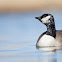 Cackling Goose