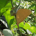 The Yamfly