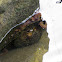 Octopus sps
