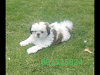 Vendo Hermoza Perrita Shih Tzu