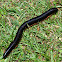 Black Millipede