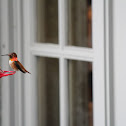 Rufous Hummingbird