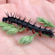 Mourning Cloak caterpillar