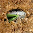 Sunflower Seed germinating