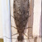 Dobsonfly