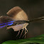 Caligo