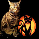 CLEOPATRA_KITTY