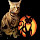CLEOPATRA_KITTY