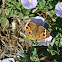 Common Buckeye Butterfly