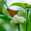 Pale Palm Dart