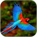 Birds song ringtones mobile app icon