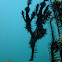 Harlequin Ghost Pipefish