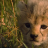Baby Cheetah Live Wallpaper mobile app icon
