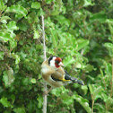 Goldfinch
