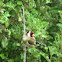 Goldfinch